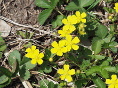 　その他エキストラ