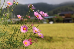もうすぐ稲刈り