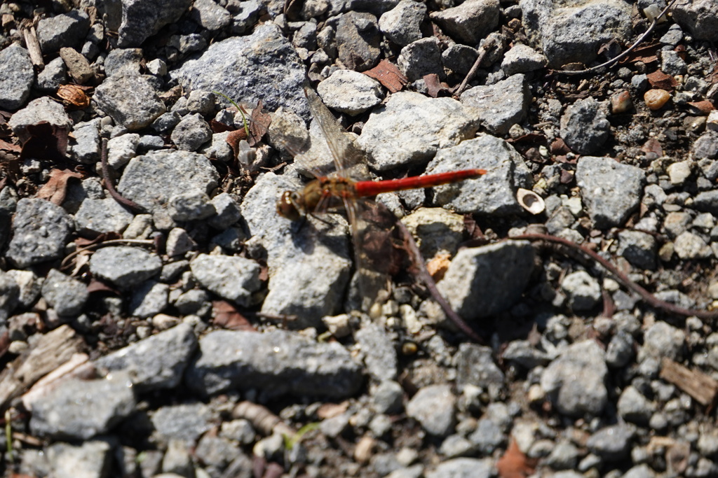 轢かれるなよ。