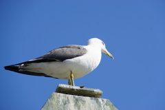 見張りをする海猫