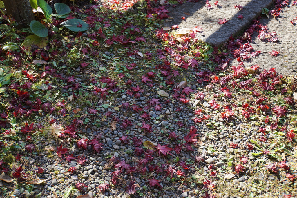 こんなに落ちた