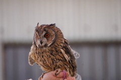 ミミズクくん
