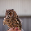 ミミズクくん