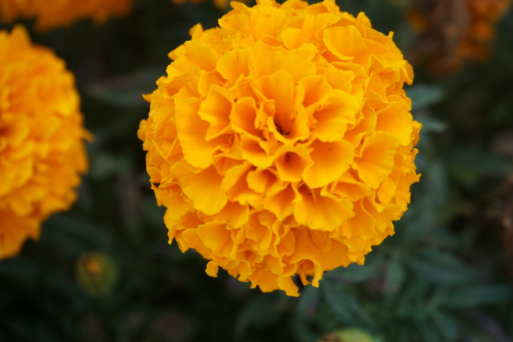 オレンジが綺麗