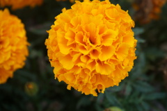 オレンジが綺麗