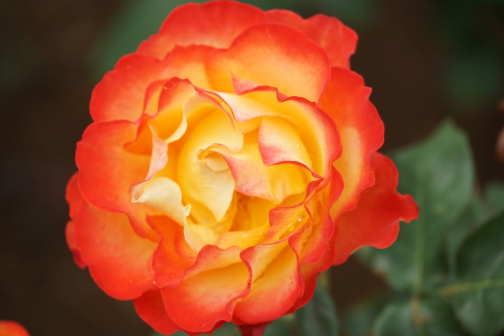 これから薔燃える葉よ燃えるはよ。