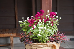 飯山の花