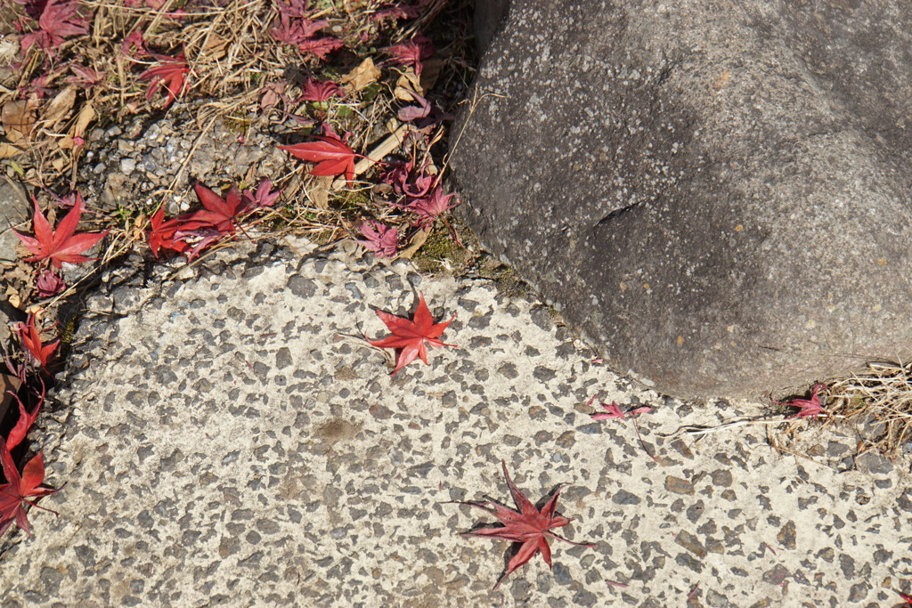 落ち紅葉