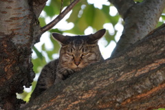 猫に睨まれた