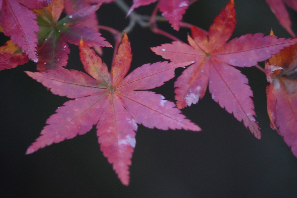 紅葉