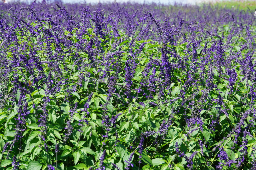 サルビアの仲間