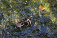怒った沢ガニ