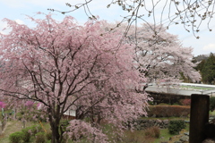 ２種の桜