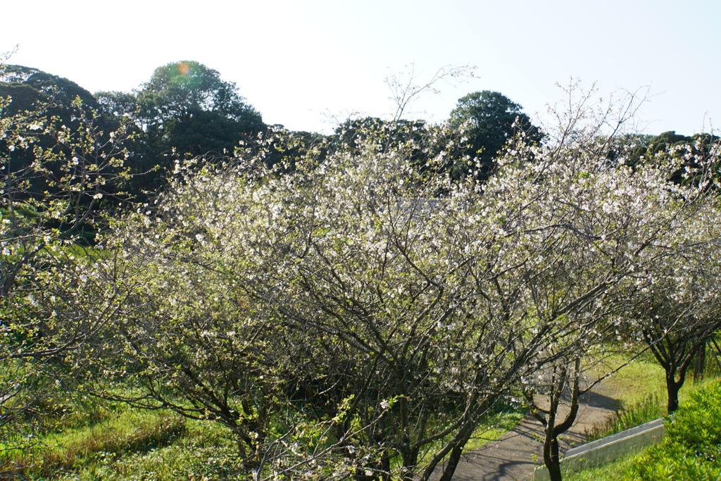 台風で大部分散ってしまった１０月桜