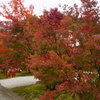 寺町の紅葉４