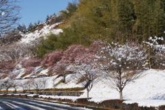 雪の次の日