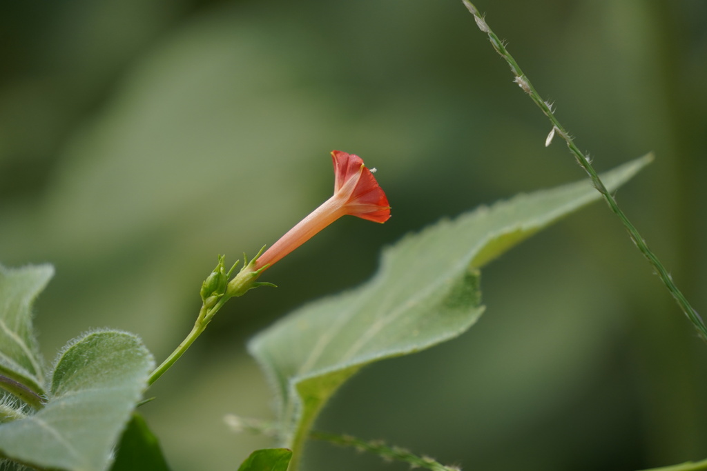 小さいけど気づいて