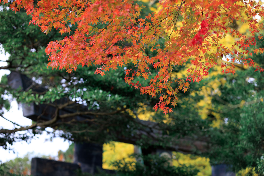 鳥居の秋