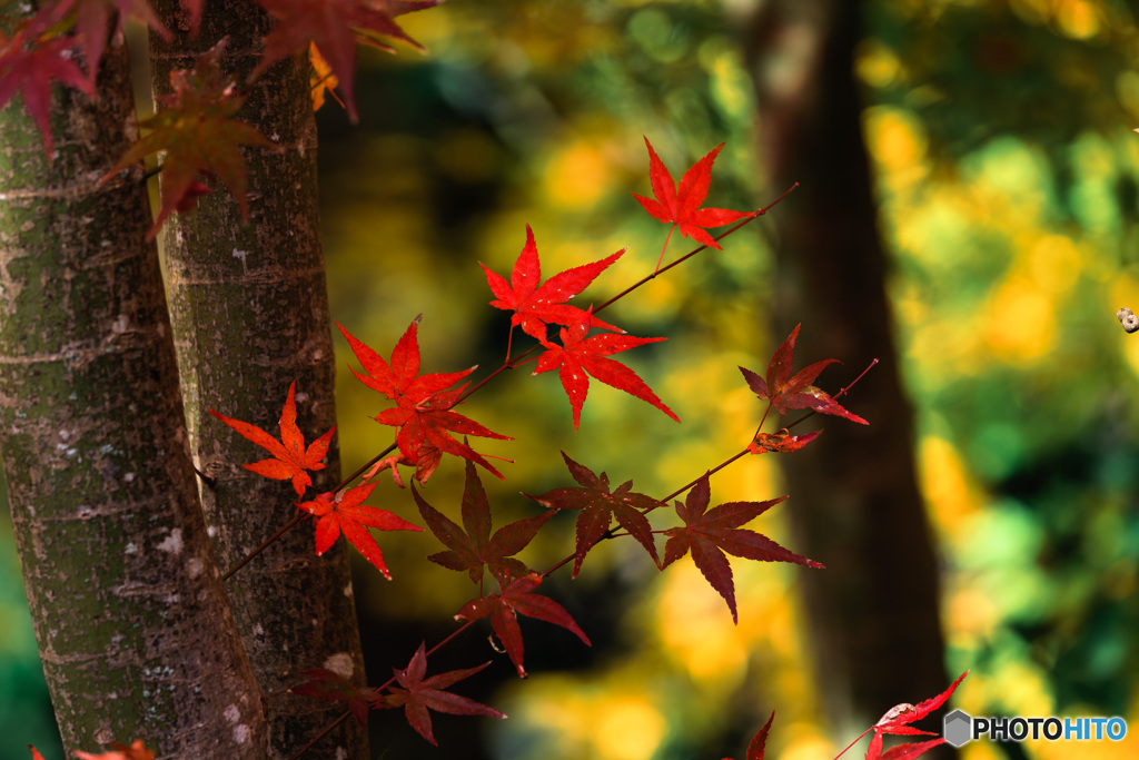 紅葉