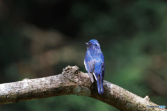 夏鳥