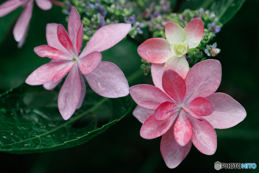 紫陽花