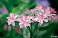 紫陽花