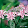 紫陽花