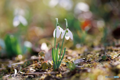 スノードロップ(待雪草)