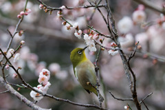 咲いた