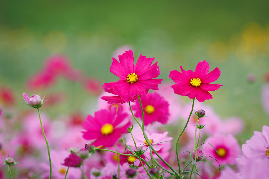 秋桜