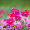 秋桜