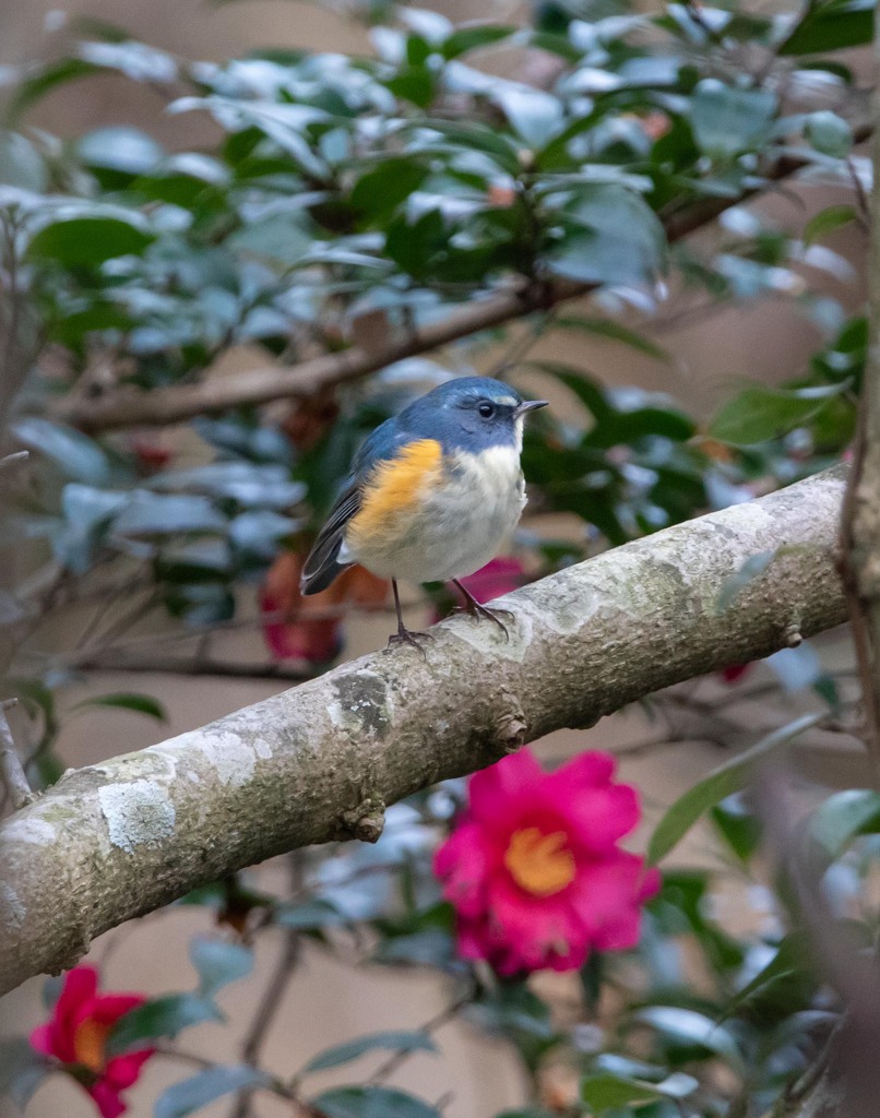 サザンカと