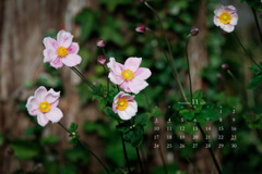 秋明菊