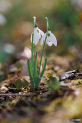 スノードロップ(待雪草)