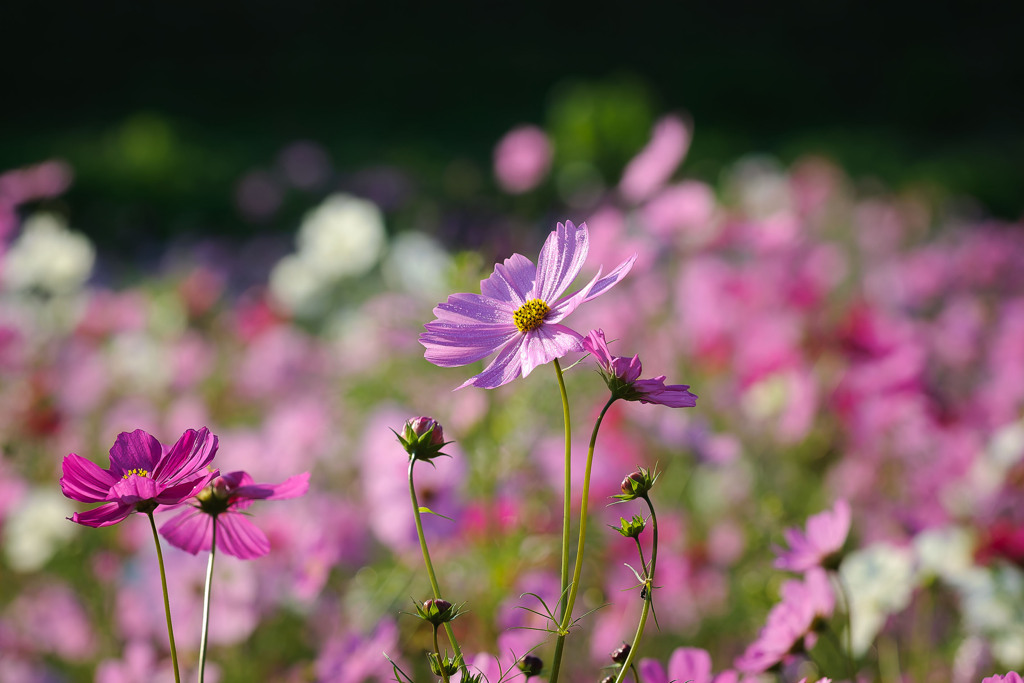 秋桜2007