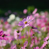 秋桜2007