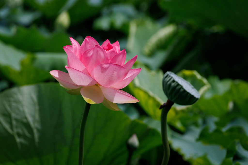 蓮の花