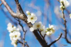 緑萼梅（リョクガクバイ）