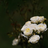白い薔薇