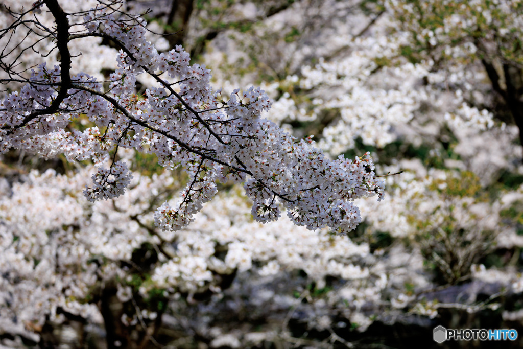 城跡の桜