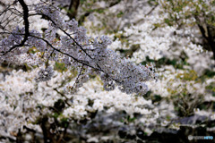 城跡の桜