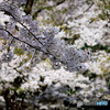城跡の桜