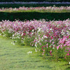 コスモス畑　2007年秋