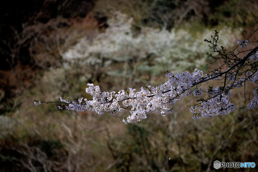 山桜