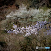 山桜