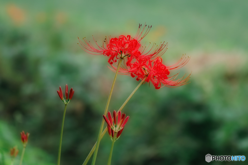 彼岸花