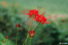 彼岸花