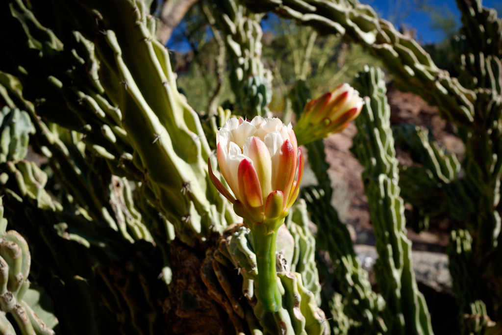 Scottsdale.AZにて4