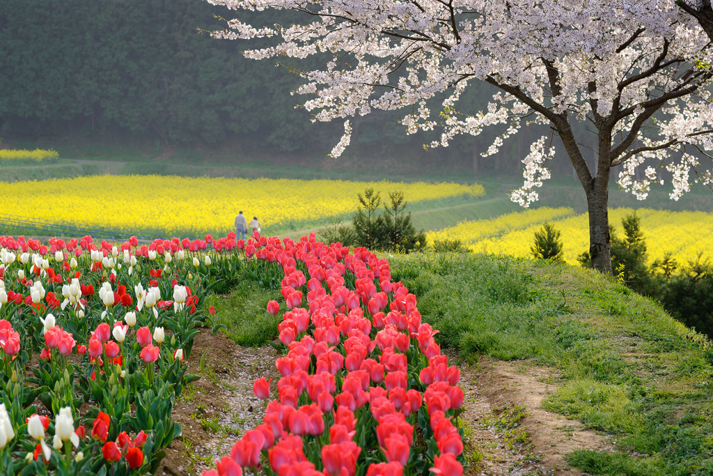 お花畑の中で
