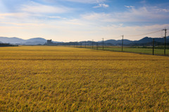 カントリーエレベーターのある風景